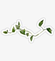 Image result for Vine Leaf Stikers