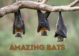 Image result for Amazing Bat