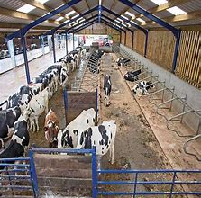 Image result for Cattle Farm in Kenya