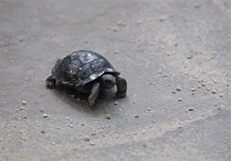 Image result for Surprised Tortoise