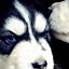 Image result for Dog iPhone HD Wallpapers