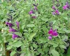 Image result for Salvia Arctic Blaze Purple