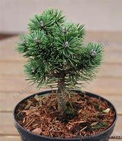 Pinus mugo Sherwood Compact に対する画像結果