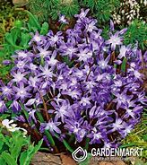 Chionodoxa luciliae Violet Beauty に対する画像結果