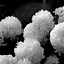 Image result for Big Flower Wallpaper Black and White