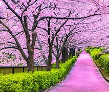 Image result for Cherry Blossoms Blooming in Japan