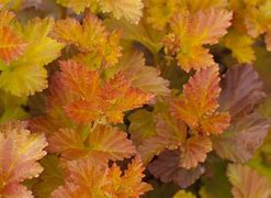 Image result for Physocarpus opulifolius Amber Jubilee (r)