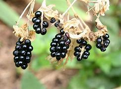Image result for BlackBerry Seeds