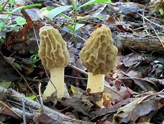 Image result for Mushrooms That Look Like Morels