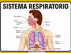 Image result for Sistema Respiratorio Diagrama