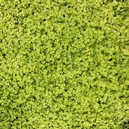 Image result for Baby Tears Ground Cover
