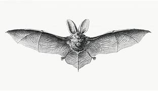 Image result for Black and White Antique Bat Sketching