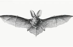 Image result for Antique Bat