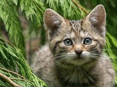 Image result for Adorable Wild Cat