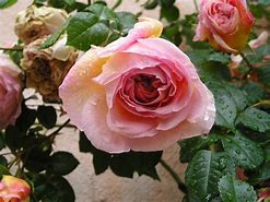 Image result for Rosa Abraham Darby (R)