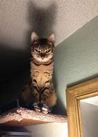 Image result for Evil Cat Stare