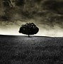 Image result for Beautiful Tree Phone Wallpaper