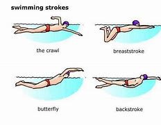 Image result for Swimming Strokes Types