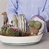 Image result for Cacti in Pots