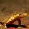 Image result for Smooth Newt