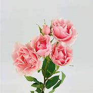 Image result for Pink Spray Roses