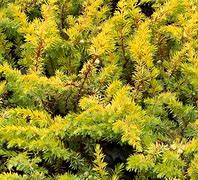 Image result for Juniperus conferta All Gold