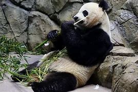 Image result for Giant Panda in the Wild Eating Bamboo