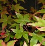 Image result for Acer palmatum Deshojo