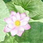 Image result for Lotus Flower Anime Drawing