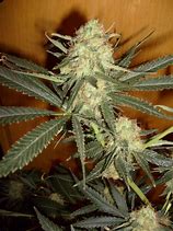 Image result for Weed Plant Galaxy