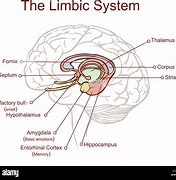 Image result for Parts of the Brain Limbic System