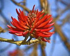 Image result for Upside Down Coral Tree