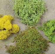 Image result for Different Moss Types