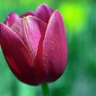 Image result for Tulips April Holland