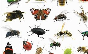 Image result for Sombo Insecto
