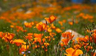 Image result for Orange Native Wildflowers