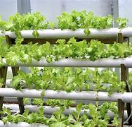 Image result for Homemade Indoor Hydroponic System