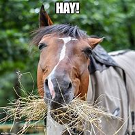 Image result for Hay Horse Meme