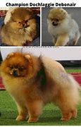 Image result for Puppy Uglies Pomeranian Stages