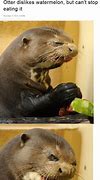 Image result for Otter Eating a Watermelon
