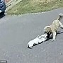 Image result for Cat Being Mauled
