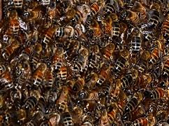 Image result for Dank Bee Movie
