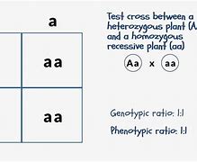 Image result for Genotype vs Phenotype Punnett Square