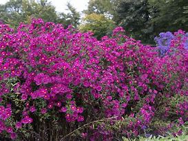 Image result for Aster novi-belgii Crimson Brocade