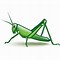 Image result for Cricket Insect Cartoon