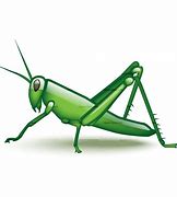Image result for Cartoon Grasshopper Clip Art