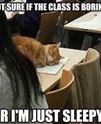 Image result for Cats in School Meme