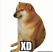 Image result for XD Dog Meme