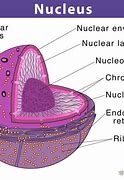 Image result for Radius of a Nucleus