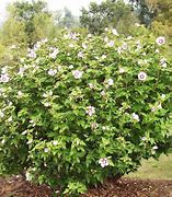Image result for Hibiscus syriacus Hamabo